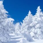 Snowy Trees Banner